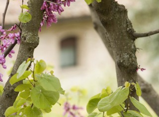 Bild 23937 von Haus I Cappuccini