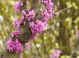 Bild 23940 von Haus I Cappuccini