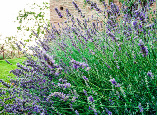 Bild 24457 von Haus Nikis Resort