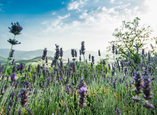 Bild 24460 von Haus Nikis Resort