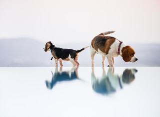 Bild 24474 von Haus Nikis Resort