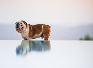 Bild 24475 von Haus Nikis Resort