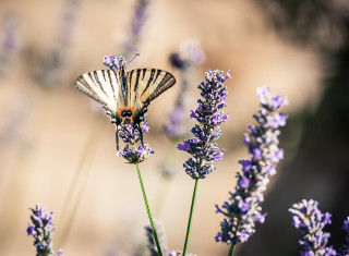 Bild 24492 von Haus Nikis Resort