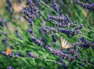 Bild 24493 von Haus Nikis Resort