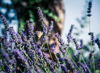 Bild 24494 von Haus Nikis Resort