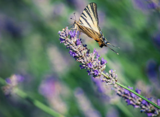 Bild 24496 von Haus Nikis Resort