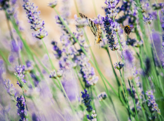 Bild 24497 von Haus Nikis Resort