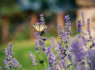 Bild 24498 von Haus Nikis Resort